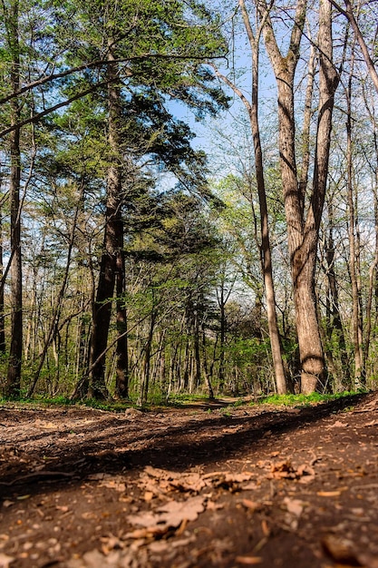 Een pad in het bos met bomen en bladeren op de grond.