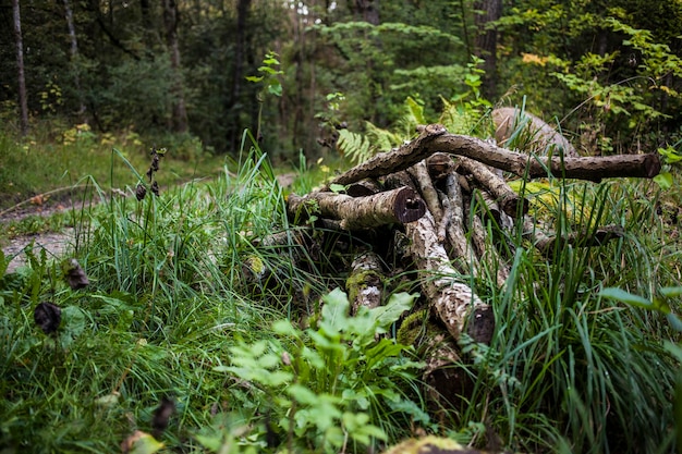 Een pad in het groene bos