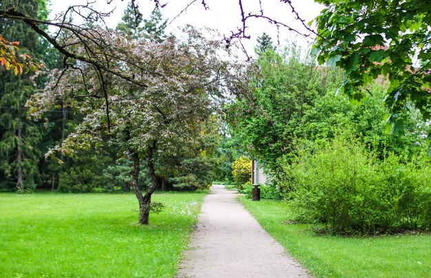 Een pad in het park met bomen en gras