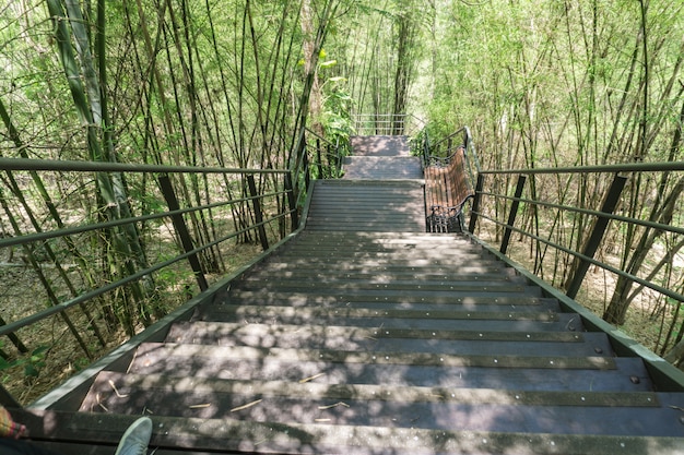 Een pad is in het groene bos