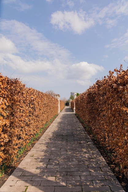 Een pad met oranje bladeren en een blauwe lucht