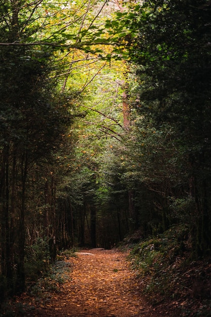 Een pad tussen de bomen van het weelderige bos van het Ordesa National Park in Huesca Spanje Ordesa y Monte Perdido National Park ligt in het hart van de Pyreneeën en een beschermd natuurgebied in Europa