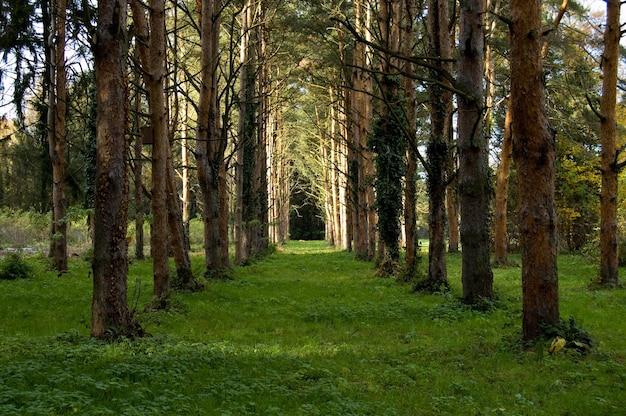 Een pad tussen de bomen.