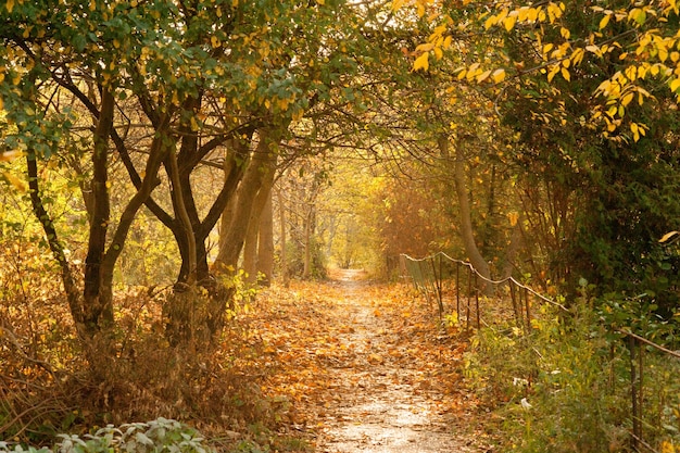 Een pad tussen herfstbomen met gouden bladeren tegenover de zon verlicht de tunnel