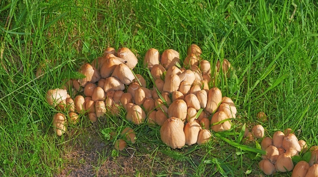 Een paddenstoel met bruine getextureerde inktkap verspreid over het gras Een bos spruiten omgeven door een groot struikgazon in het veld in een achtertuin op een zonnige dag De wilde paddenstoelen groeien in het veld