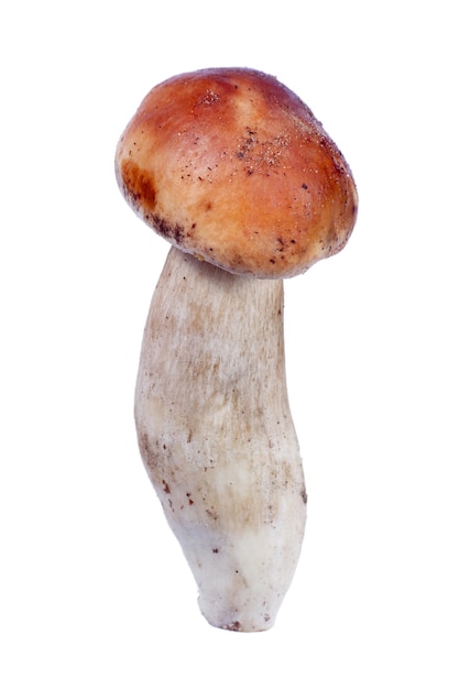 een paddenstoel met een bruine hoed en bruine vlekken erop