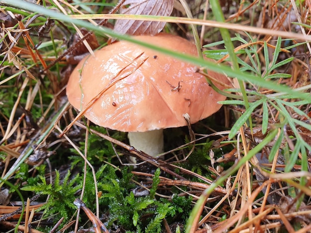 Een paddenstoel met een gloeiend roze hoedje en een groen blad erop