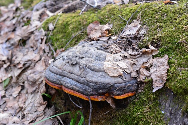 Foto een paddenstoel op een boomstam bedekt met groen mos dichtbij