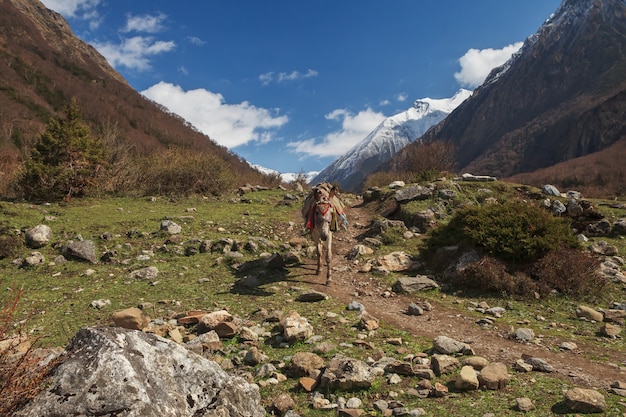 Een pakezel rent in de vallei tussen sneeuwbergen in Nepal