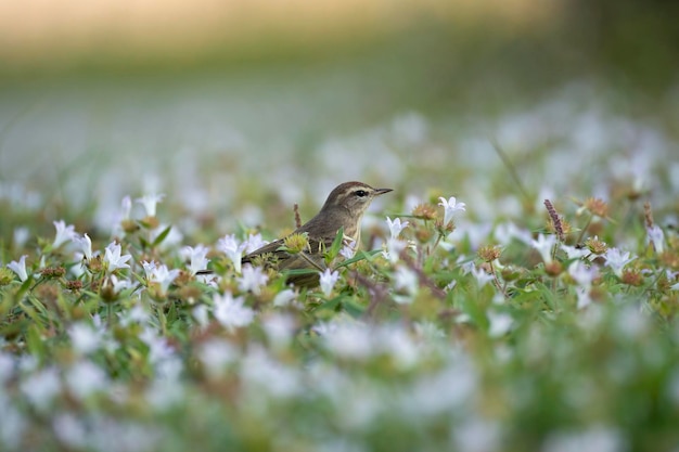 Een Palm Warbler-vogel op zoek naar insecten op de achtertuin van gazongras