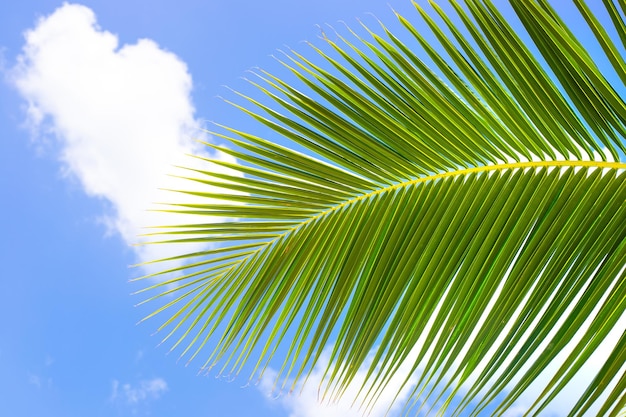 Een palmblad tegen een blauwe hemel met wolken Tropische achtergrond