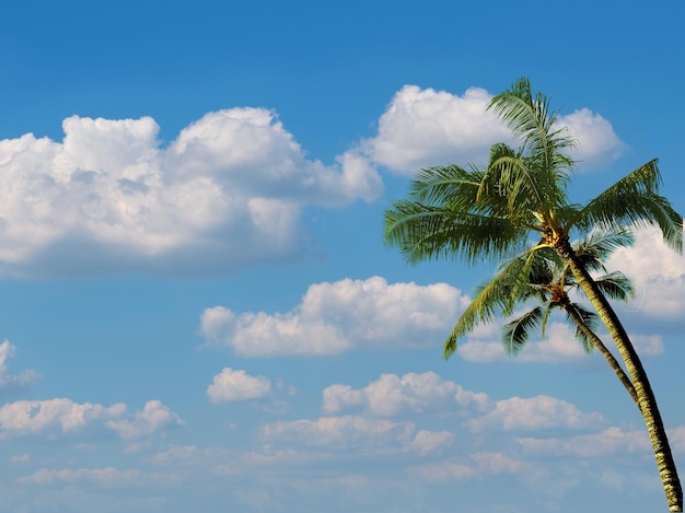 Een palmboom met een bewolkte lucht op de achtergrond