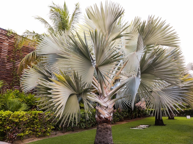 Een palmboom staat in een tuin met een palmboom op de voorgrond.