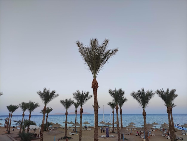 Een palmboom staat op een strand met stoelen en paraplu's.