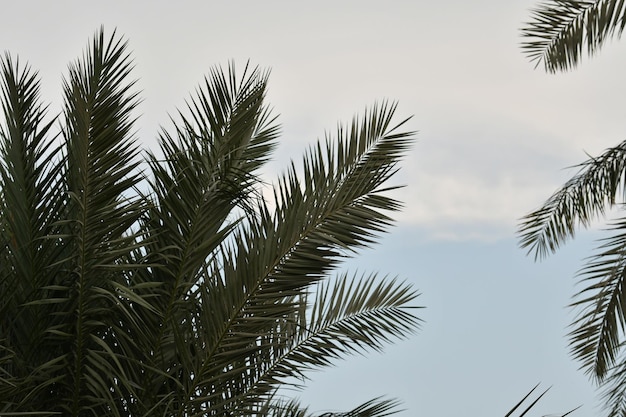 Een palmboom staat voor een blauwe lucht met wolken.