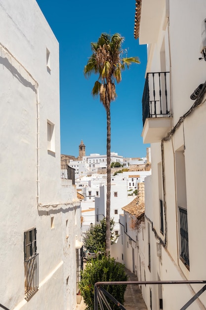 Een palmboom tussen de witte huizen Vejer de la Frontera Cadiz Andalusië