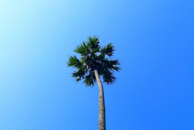 Een palmboom waar de zon doorheen schijnt