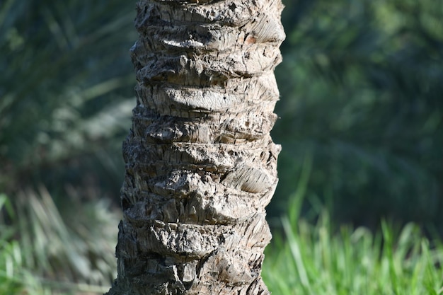 Een palmboomstam wordt van dichtbij weergegeven.