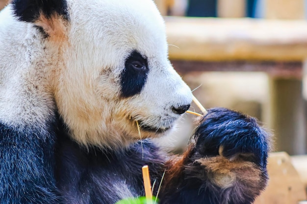 Een pandabeer die bamboe eet in een dierentuin.