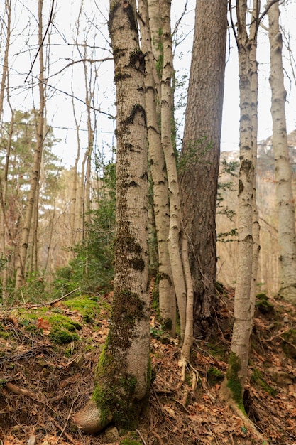 Een panorama van berkjes