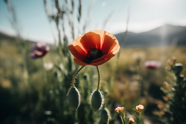 Een papaverbloem staat in een veld met bergen op de achtergrond