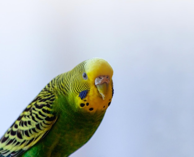 Een papegaai Een golvende papegaai in groene kleur