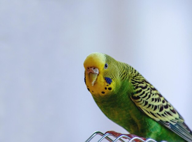 Een papegaai Een golvende papegaai in groene kleur