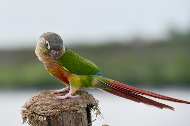 Een papegaai zit op een houten paal