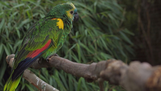 Een papegaai zit op een tak in een jungle.