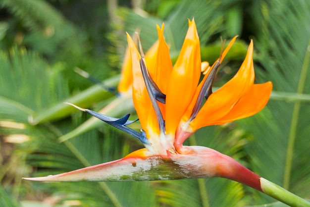 Een paradijsvogelbloem met een bloem op de voorgrond