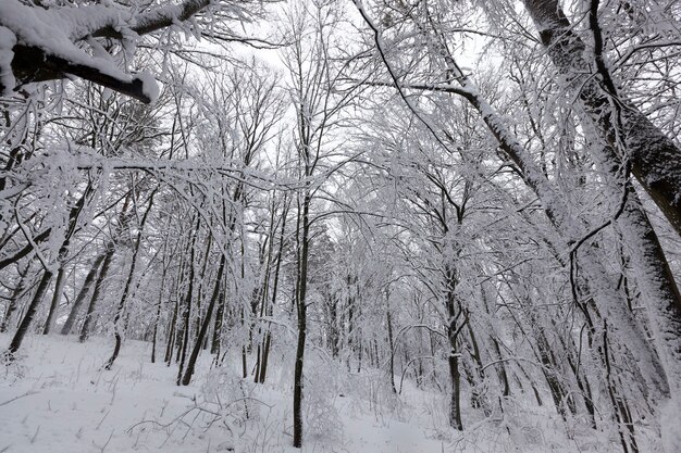 Een park met verschillende bomen in het winterseizoen, de bomen in het park zijn bedekt met sneeuw, er kunnen sporen van mensen in de sneeuw zijn