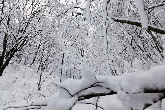 Een park met verschillende bomen in het winterseizoen