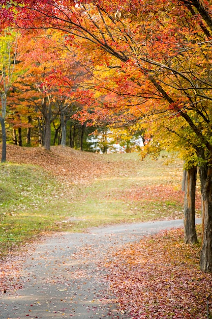 Een park op een mooie herfstdag