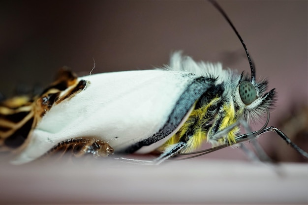 Foto een pas uitgebroede roodvlekje-jezebelvlinder uit zijn pop