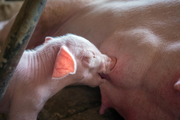 Een pasgeboren biggetje zuigt aan zijn moeder op de varkensboerderij Close-up van kleine biggenconsumptiemelk