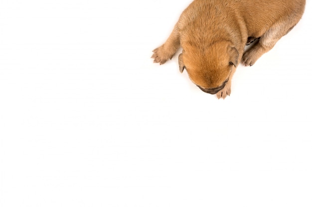 een pasgeboren puppy op witte achtergrond bovenaanzicht