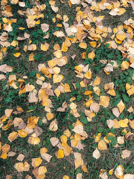 Een patroon van gele en beige bladeren op een achtergrond van groen gras Gevallen bladeren op de grond Het is heel snel gekomen Bovenaanzicht
