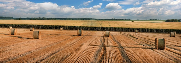 Een patroon van lijnen op de stoppels na de tarwe die in het veld is geoogst Balen stro in rollen aan de horizon een maïsveld tegen de achtergrond van een prachtige lucht