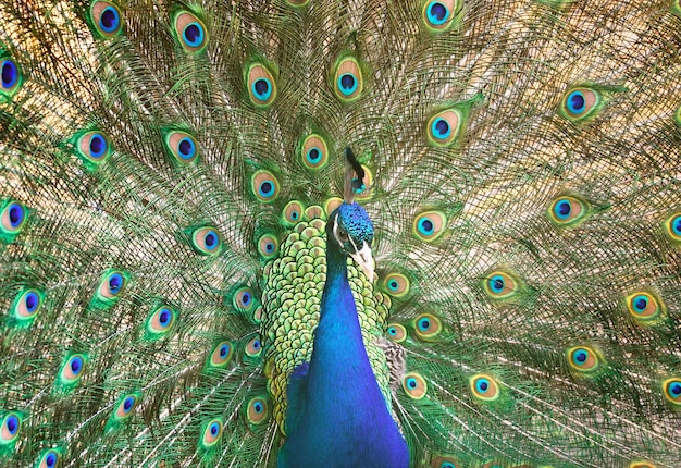 een pauw met een open staart oosterse siervogel met helderblauwe en groene halfomgeslagen veren