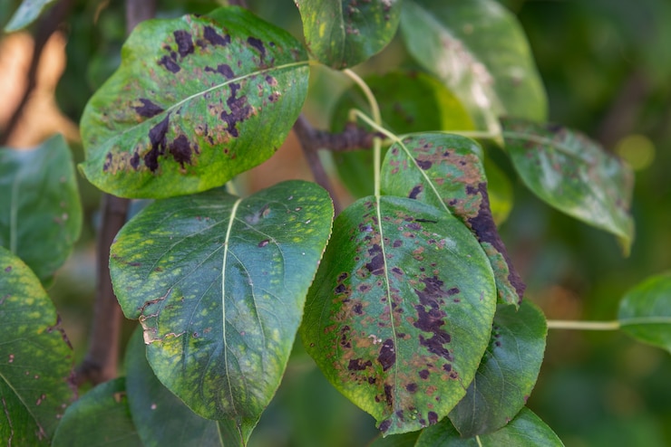 Een peerblad met blaarmijt of Eriophyes pyri Parasieten van perenboom Ziekten van fruitbomen