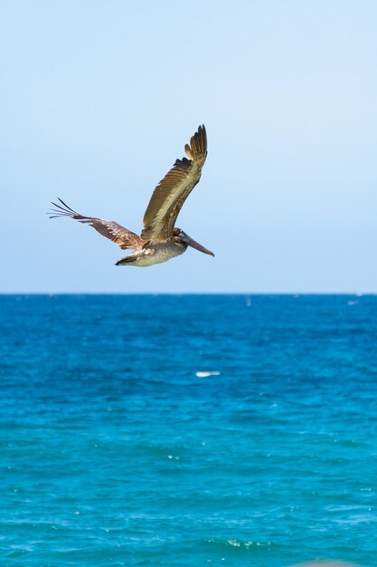 Een pelikaan vliegt over de oceaan en de oceaan.