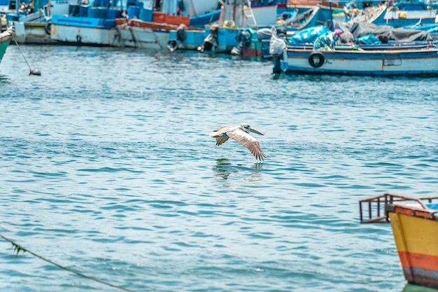 Een pelikaan vliegt over de oceaan in de buurt van vissersboten