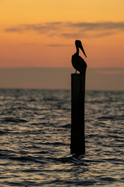 Een pelikaan wordt gesilhouetteerd tegen een zonsonderganghemel.