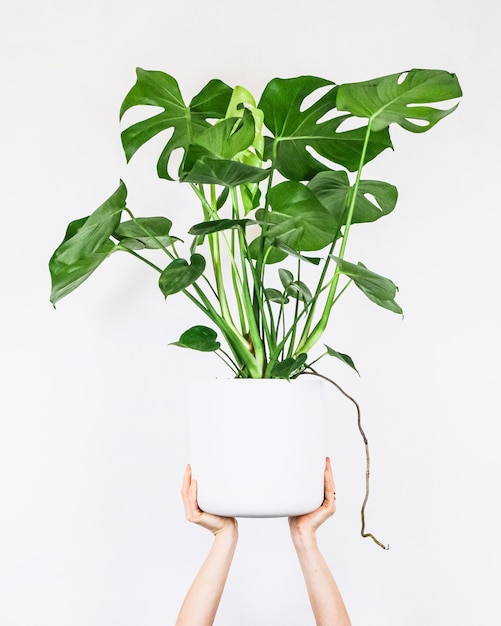 Een persoon die een Monstera Deliciosa-plant vasthoudt in een Zamioculcas-pot geïsoleerd op een witte achtergrond