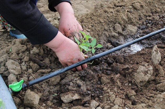 Een persoon die een plant in een tuin plant