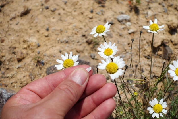 Een persoon heeft een madeliefjebloem in zijn hand een persoon die kamillebloemen aanraakt