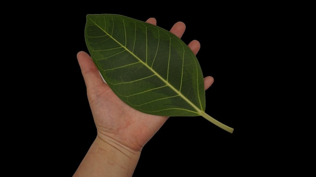 een persoon houdt een blad vast