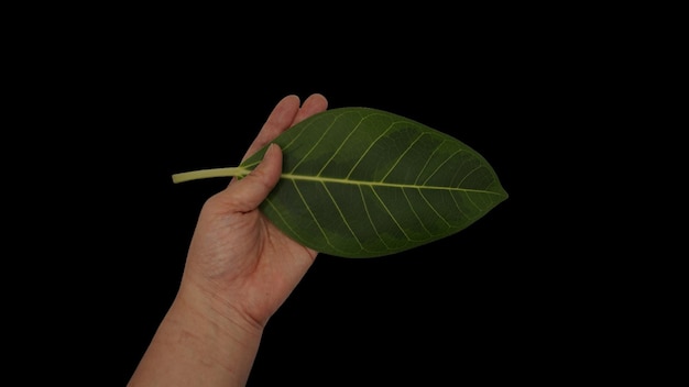 een persoon houdt een blad vast