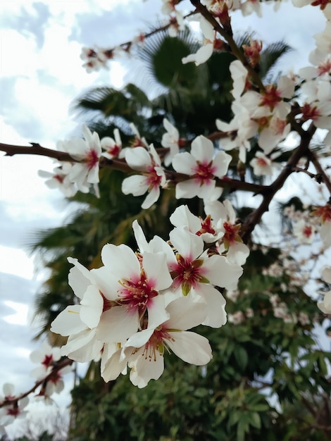 Een perzikboom in bloei in de tuin, palmbomen op de achtergrond. Avondlicht in de lente. Close-up van een tak met witte bloesembloemen