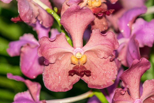 een phalaenopsis orchideeën